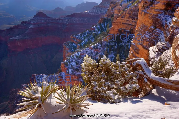: Grand Canyon - panoramic view from the Rim Trail : Grand Canyon - panoramic view from the Rim Trail