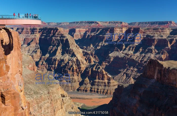 : Grand Canyon Skywalk, Hualapai Reservation, Grand : Grand Canyon Skywalk, Hualapai Reservation, Grand