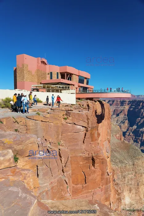 : Grand Canyon Skywalk, Hualapai Reservation, Grand : Grand Canyon Skywalk, Hualapai Reservation, Grand