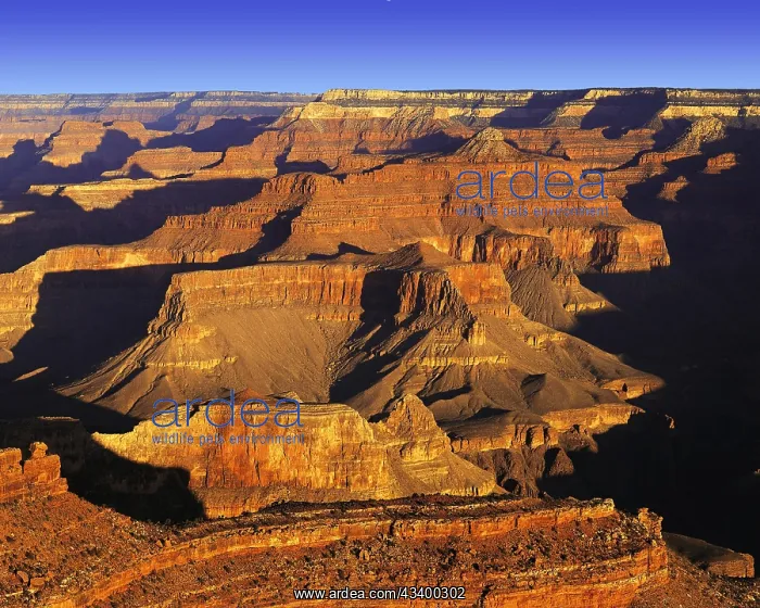 : Grand Canyon from South Rim, in dramatic dawn light : Grand Canyon from South Rim, in dramatic dawn light