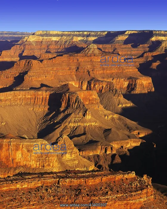 : Grand Canyon from South Rim, in dramatic dawn light : Grand Canyon from South Rim, in dramatic dawn light