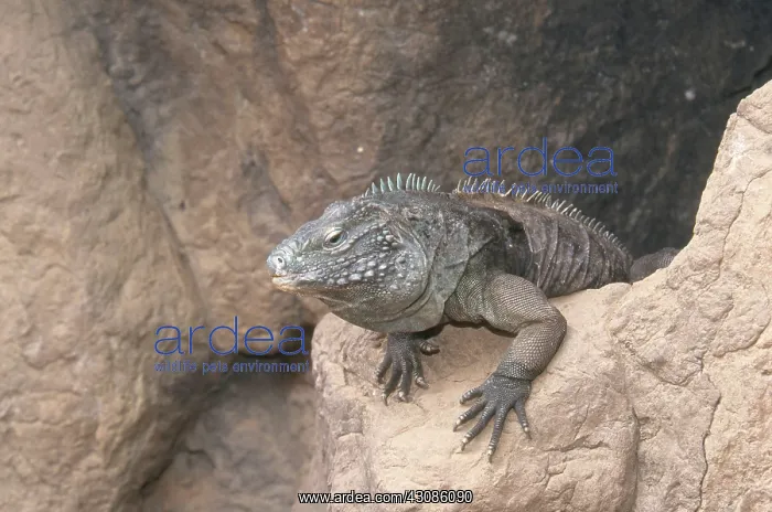 : Grand Cayman Blue Iguana : Grand Cayman Blue Iguana