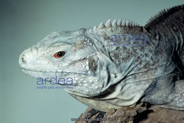 : Grand Cayman Island Ground / Blue Iguana : Grand Cayman Island Ground / Blue Iguana