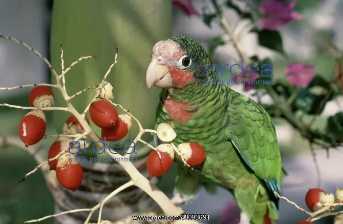 : Grand Cayman Parrot : Grand Cayman Parrot