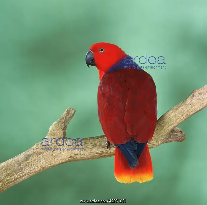 : Grand Eclectus Parrot - perched on branch : Grand Eclectus Parrot - perched on branch