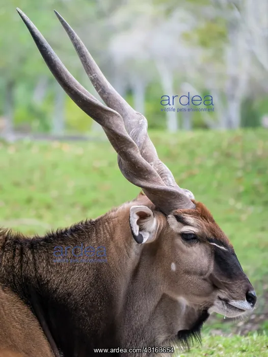 : Grand Eland : Grand Eland