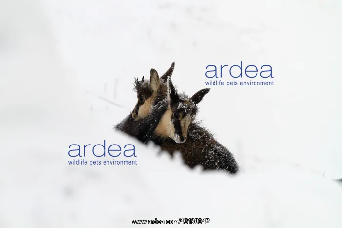 : at grand Hohneck after an overnight blizzardGrand : at grand Hohneck after an overnight blizzardGrand