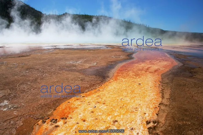 : Grand Prismatic Spring detail : Grand Prismatic Spring detail