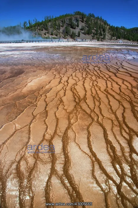 : Grand Prismatic Spring detail : Grand Prismatic Spring detail