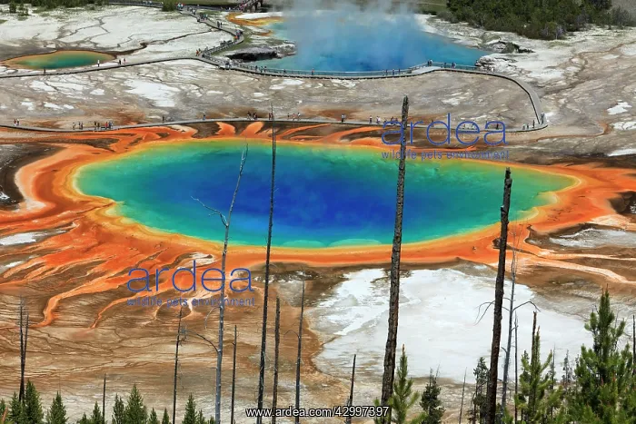 : Grand Prismatic Spring Midway Geyser Basin, Yellowstone : Grand Prismatic Spring Midway Geyser Basin, Yellowstone