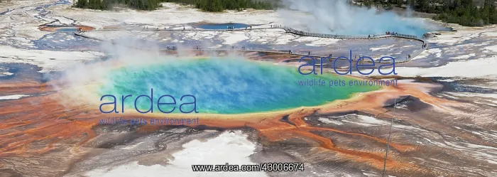 : Grand Prismatic Spring panoramic : Grand Prismatic Spring panoramic