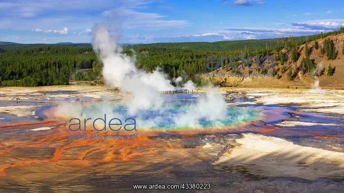 : Grand Prismatic Spring, Yellowstone National Park : Grand Prismatic Spring, Yellowstone National Park