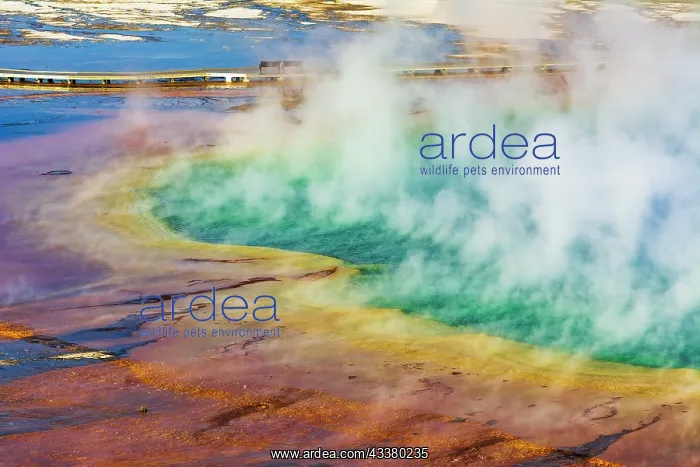 : Grand Prismatic Spring, Yellowstone National Park : Grand Prismatic Spring, Yellowstone National Park