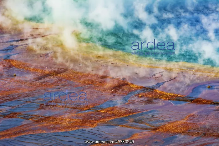 : Grand Prismatic Spring, Yellowstone National Park : Grand Prismatic Spring, Yellowstone National Park