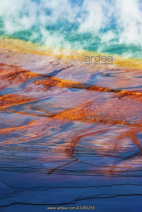 : Grand Prismatic Spring, Yellowstone National Park : Grand Prismatic Spring, Yellowstone National Park