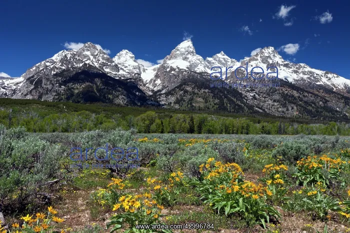 : Grand Teton Mountain Range - and Arrowleaf Balsamroot : Grand Teton Mountain Range - and Arrowleaf Balsamroot