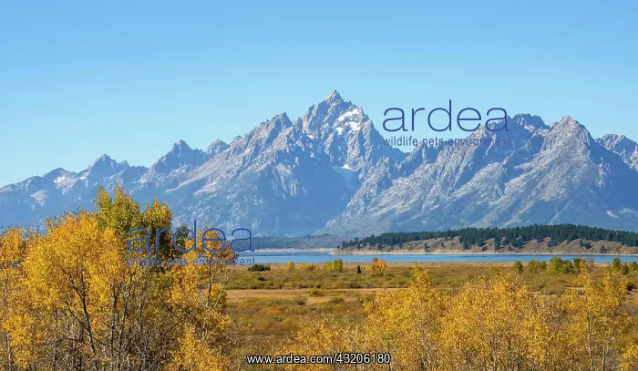 : Grand Teton mountain top, Autumn landscape, yellow : Grand Teton mountain top, Autumn landscape, yellow