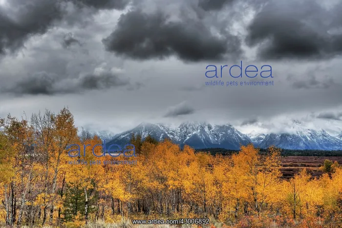 : Grand Teton Mountains and Autumn (Fall) colour : Grand Teton Mountains and Autumn (Fall) colour