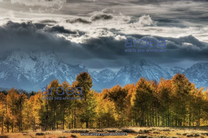 : Grand Teton Mountains with Autumn (Fall) colour : Grand Teton Mountains with Autumn (Fall) colour