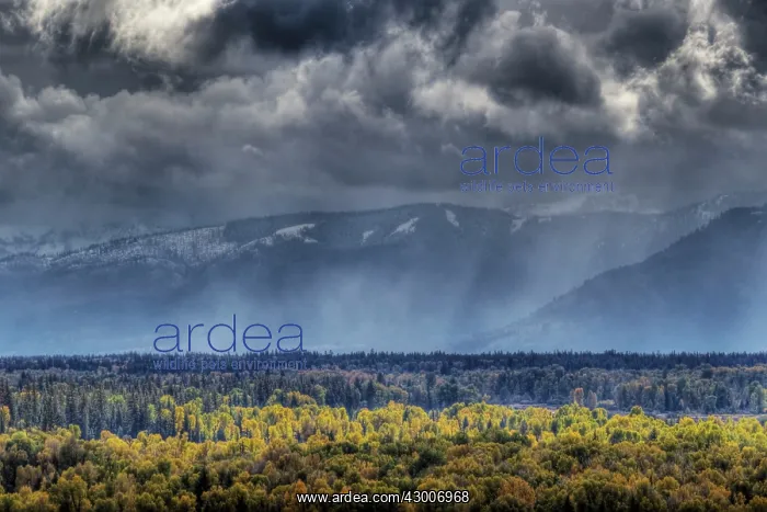 : Grand Teton Mountains with Autumn (Fall) colour : Grand Teton Mountains with Autumn (Fall) colour