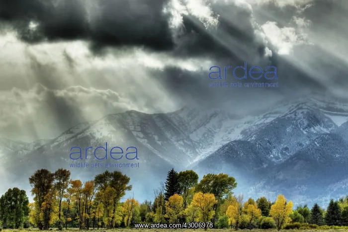 : Grand Teton Mountains with Autumn (Fall) colour : Grand Teton Mountains with Autumn (Fall) colour