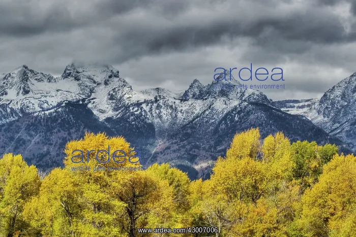 : Grand Teton Mountains with Autumn (Fall) colourGrand