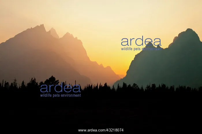 : Grand Teton Range at sunset : Grand Teton Range at sunset