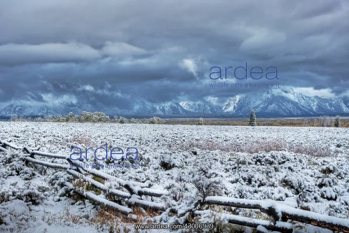: Grand Tetons with Autumn (Fall) colour and early snow : Grand Tetons with Autumn (Fall) colour and early snow