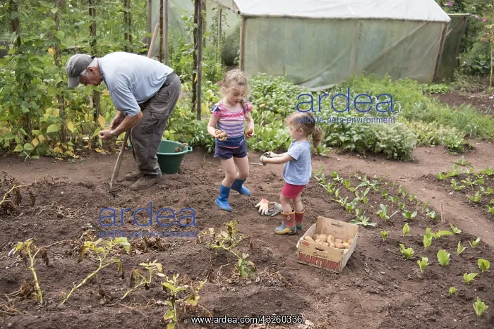 : Grandfather harvesting potatoes with his little : Grandfather harvesting potatoes with his little