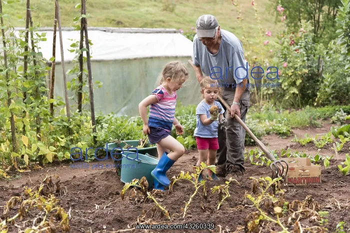 : Grandfather harvesting potatoes with his little : Grandfather harvesting potatoes with his little