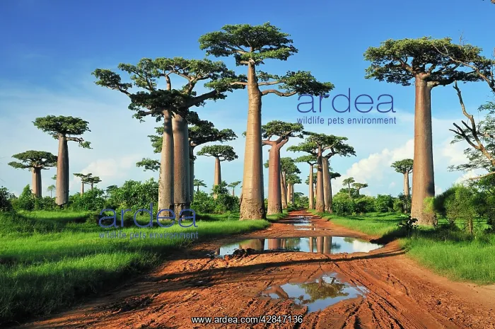 : Grandidier's Baobab : Grandidier's Baobab