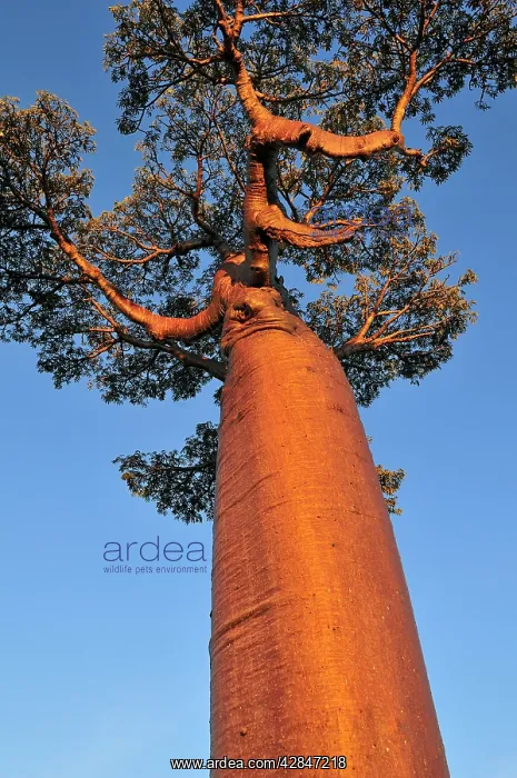 : Grandidier's Baobab : Grandidier's Baobab