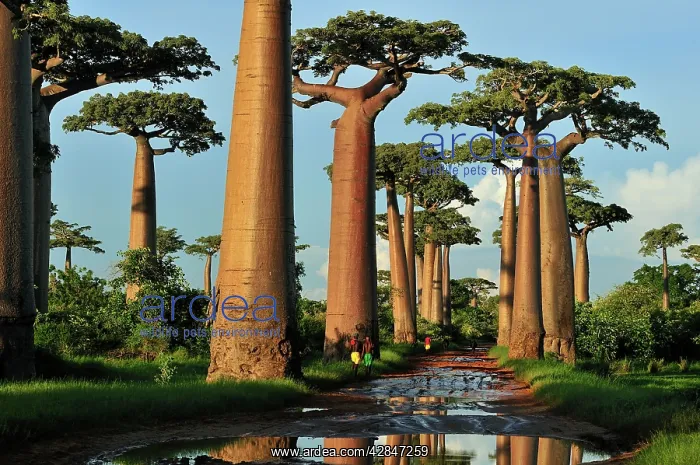 : Grandidier's Baobab : Grandidier's Baobab