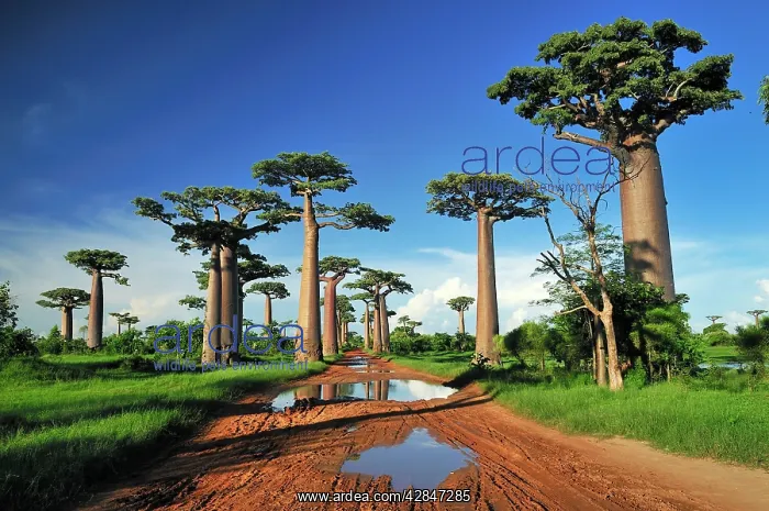 : Grandidier's Baobab : Grandidier's Baobab