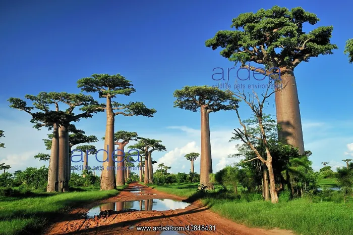 : Grandidier's Baobab : Grandidier's Baobab