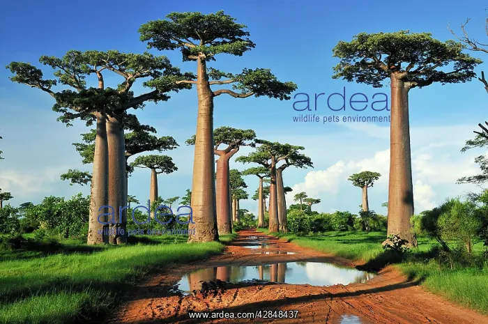 : Grandidier's Baobab : Grandidier's Baobab