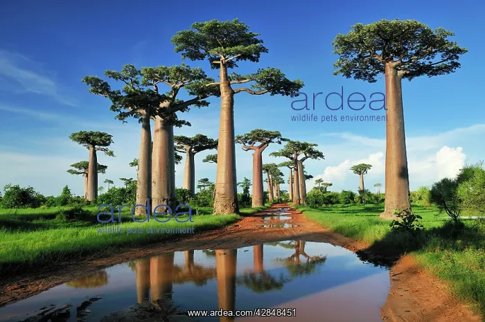 : Grandidier's Baobab : Grandidier's Baobab