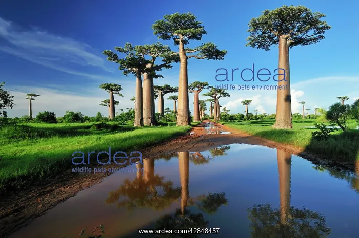: Grandidier's Baobab : Grandidier's Baobab