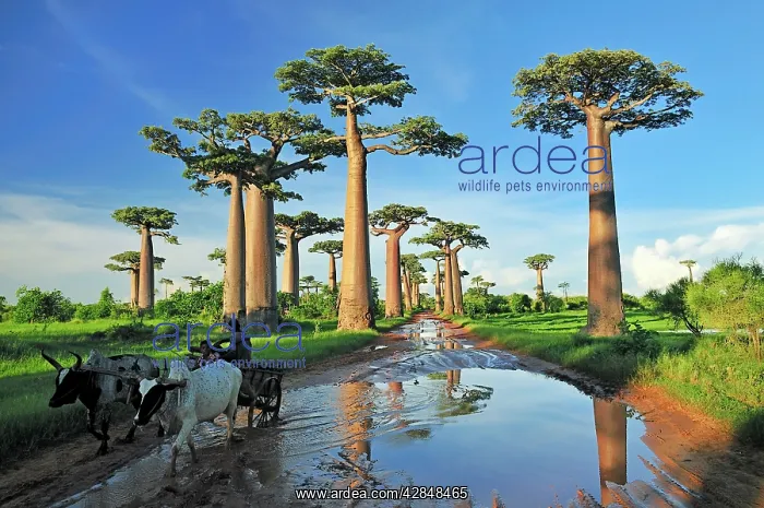 : Grandidier's Baobab : Grandidier's Baobab