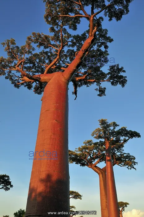 : Grandidier's Baobab : Grandidier's Baobab