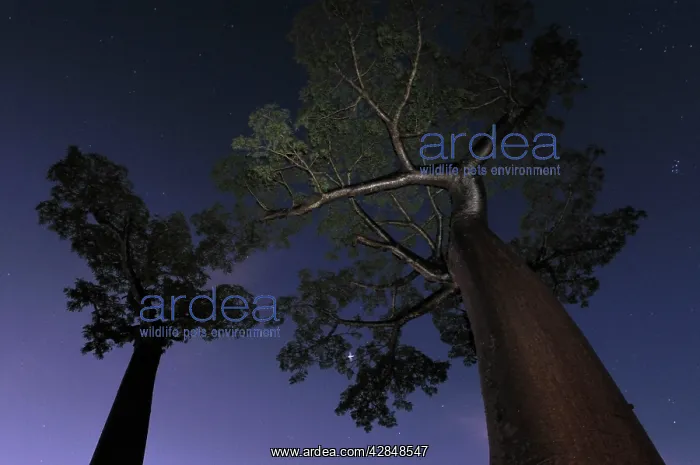 : Grandidier's Baobab at night : Grandidier's Baobab at night