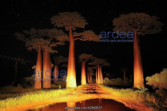 : Grandidier's Baobab at night : Grandidier's Baobab at night