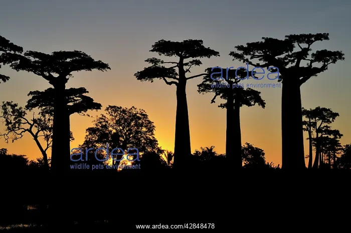 : Grandidier's Baobab at sunset : Grandidier's Baobab at sunset