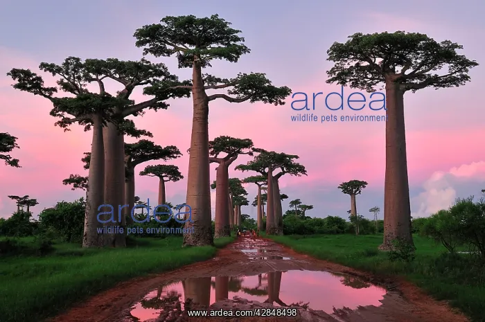 : Grandidier's Baobab at sunset : Grandidier's Baobab at sunset