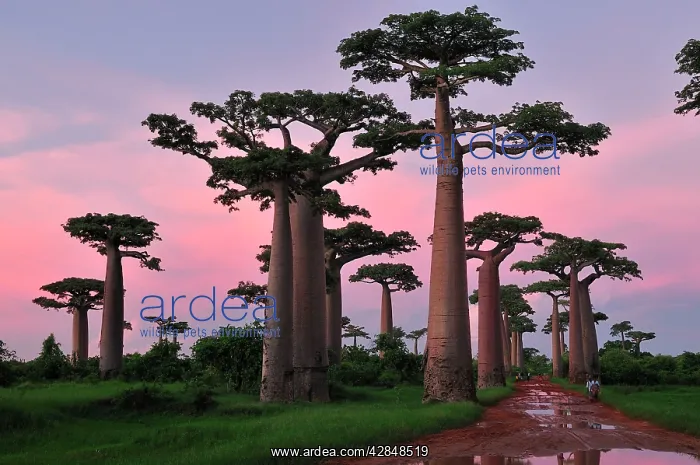 : Grandidier's Baobab at sunset : Grandidier's Baobab at sunset