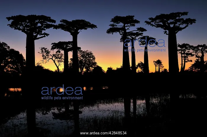  : Grandidier's Baobab at sunset