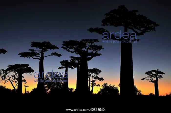 : Grandidier's Baobab at sunset : Grandidier's Baobab at sunset