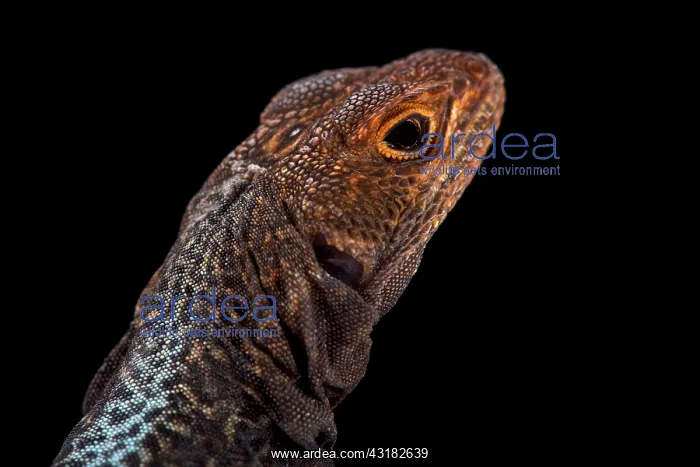 : Grandidier's iguana (Oplurus grandidieri), Madagascar : Grandidier's iguana (Oplurus grandidieri), Madagascar