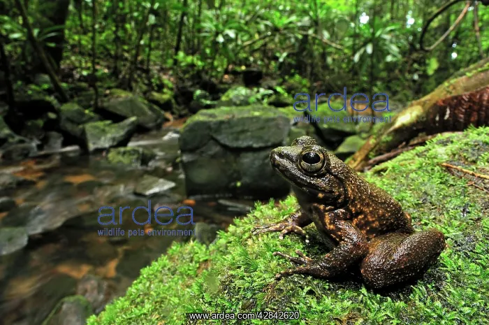: Grandidier's Stream Frog - by edge of stream in rainforest : Grandidier's Stream Frog - by edge of stream in rainforest