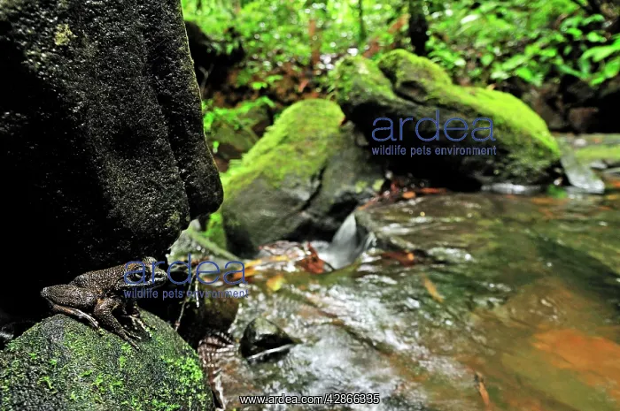 : Grandidier's Stream Frog - on rock by stream in rainforest : Grandidier's Stream Frog - on rock by stream in rainforest